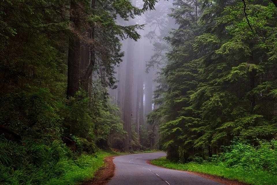 Redwood national park 1587301 640