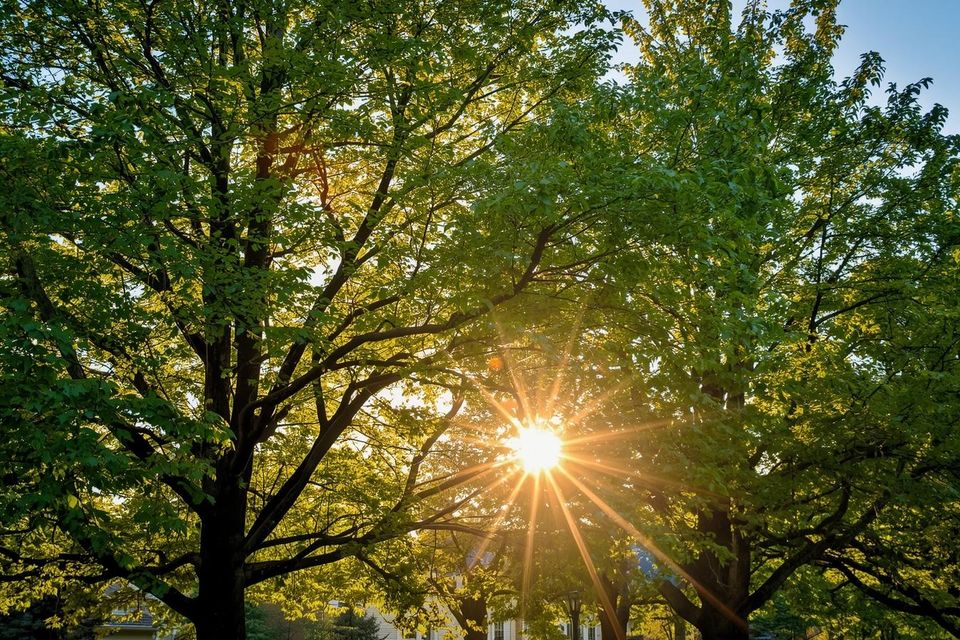 Newington  ct  trees