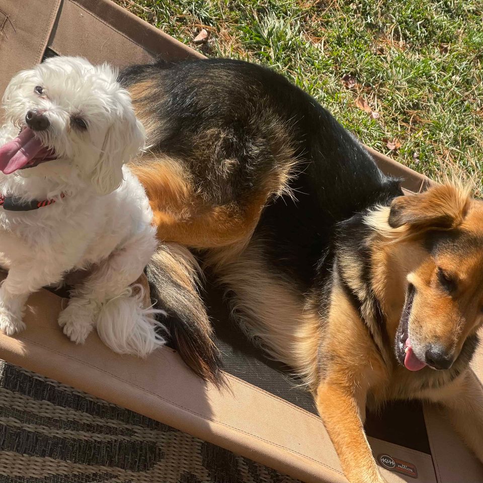 Dog Daycare, InHome Dog Training & Dog Boarding Services near New