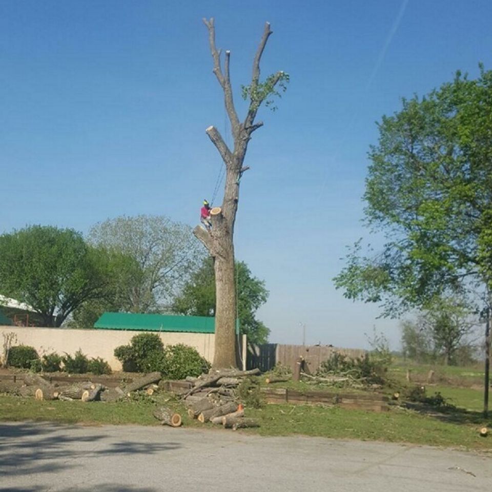 Coulter's tree service   tulsa   philcrest hills   cottonwood during20170412 26722 1qfzz3u