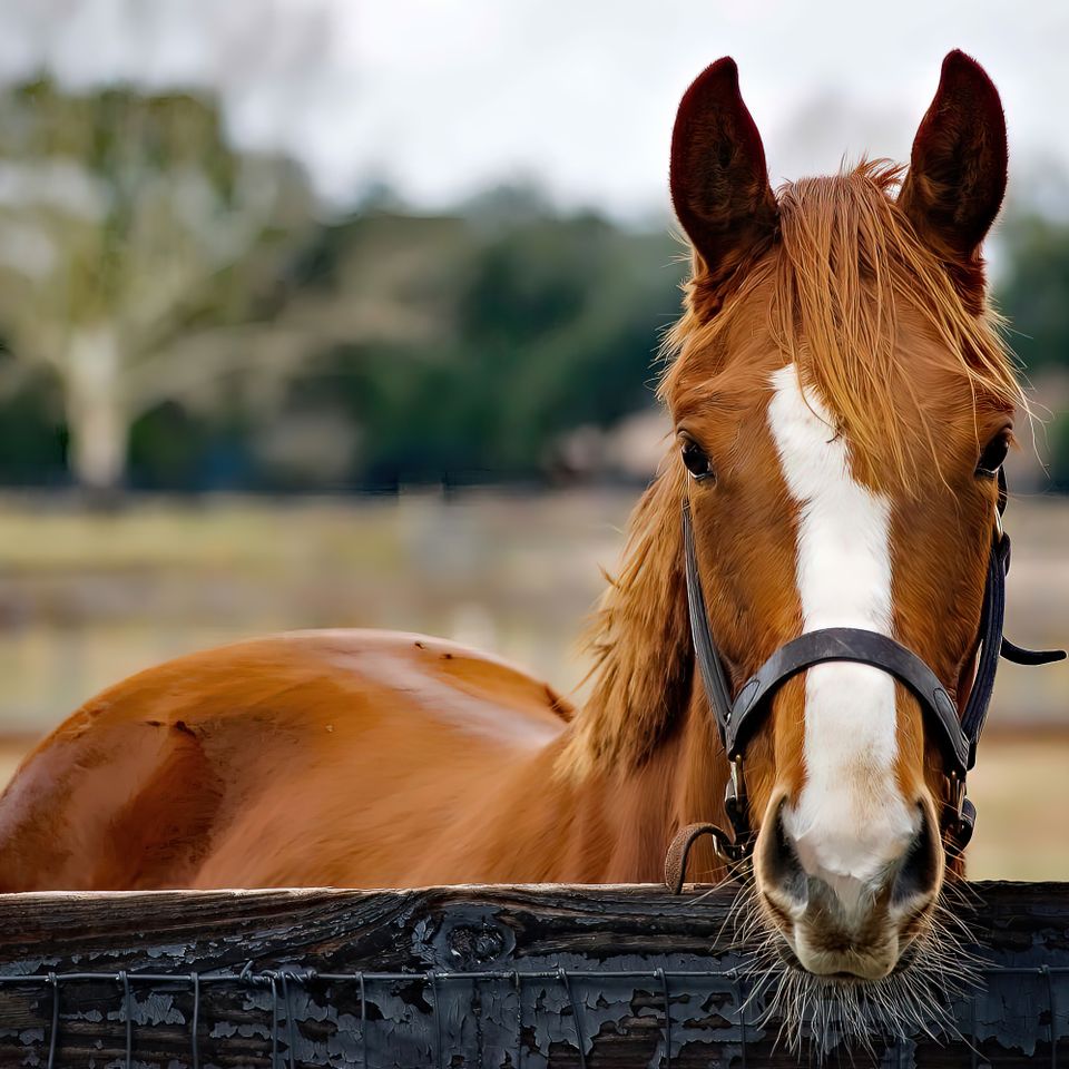Brown horse looking