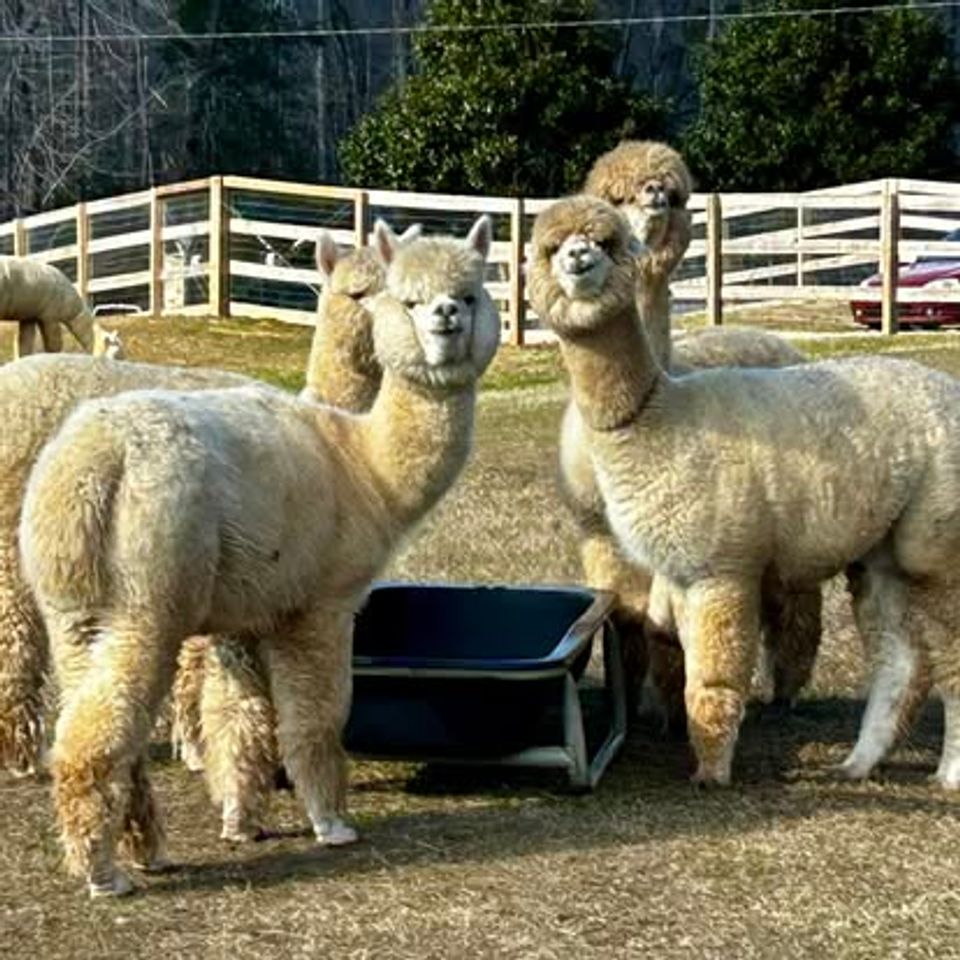 Alpaca commercial