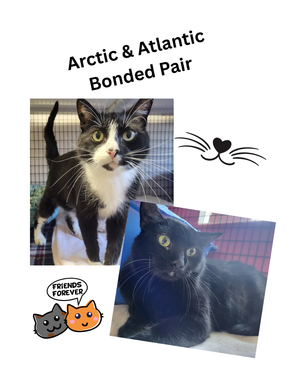 Arctic atlantic bonded pair