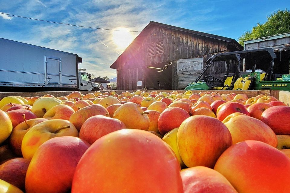 Delmont apple picture photo courtesy of doug dehaven