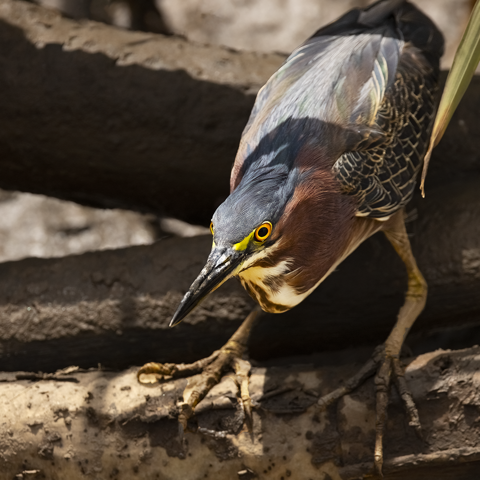 Green heron 2