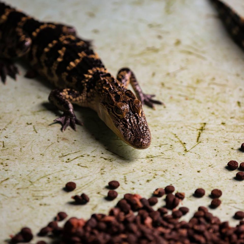 Adorable baby gator