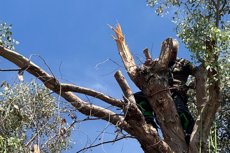 Emergency tree service yolo county ca