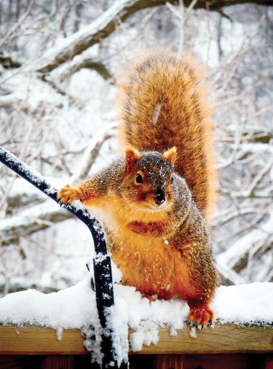 Hartsquirrel