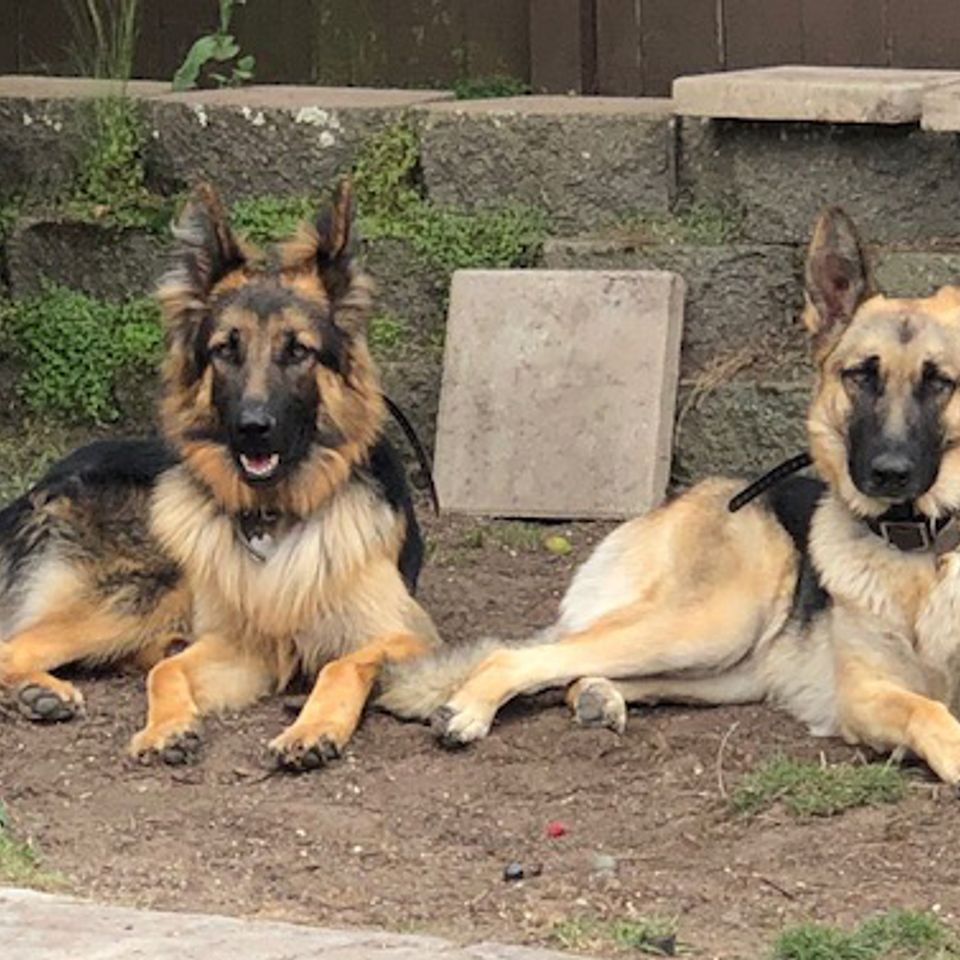 Dogs
