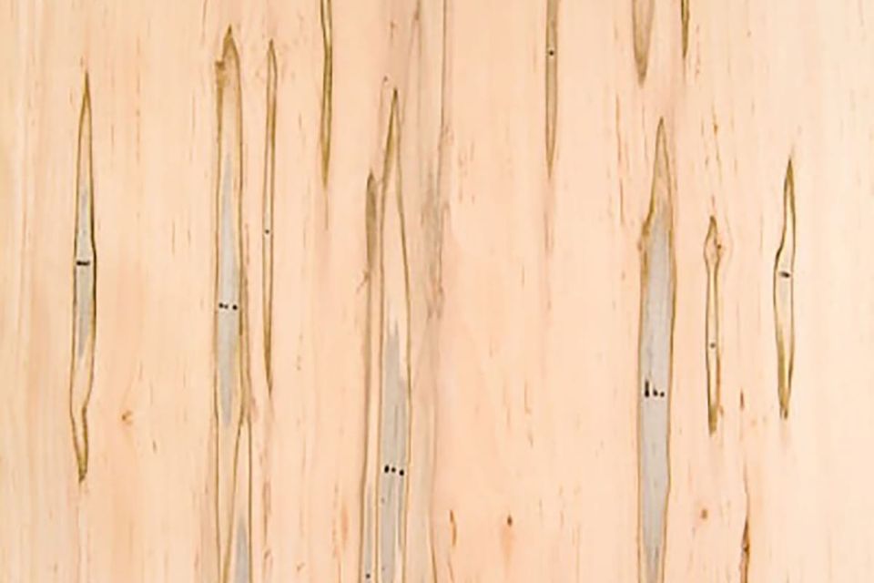 Wormy maple
