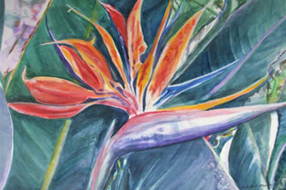 Gallery birdofparadise