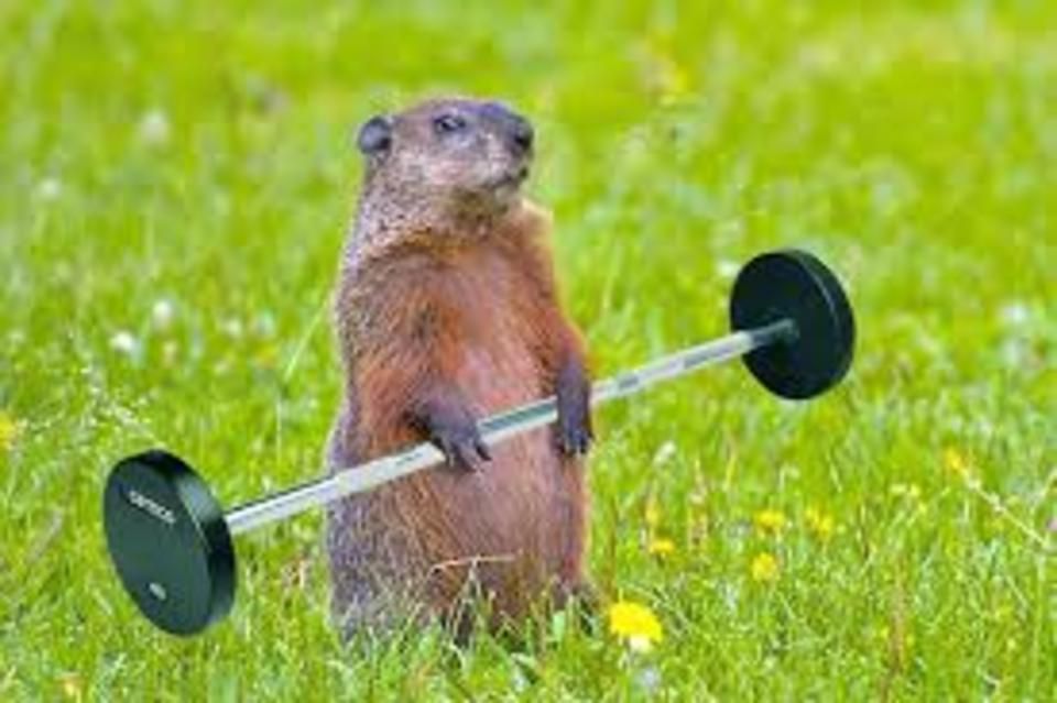 Groundhog with barbell20150326 21550 11phic3
