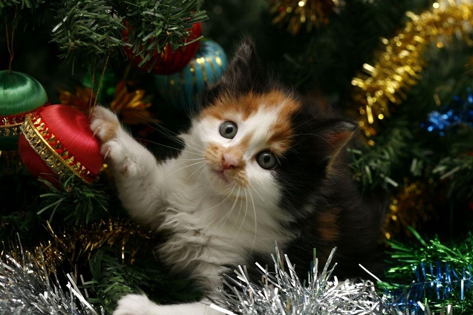 Christmas card kitty