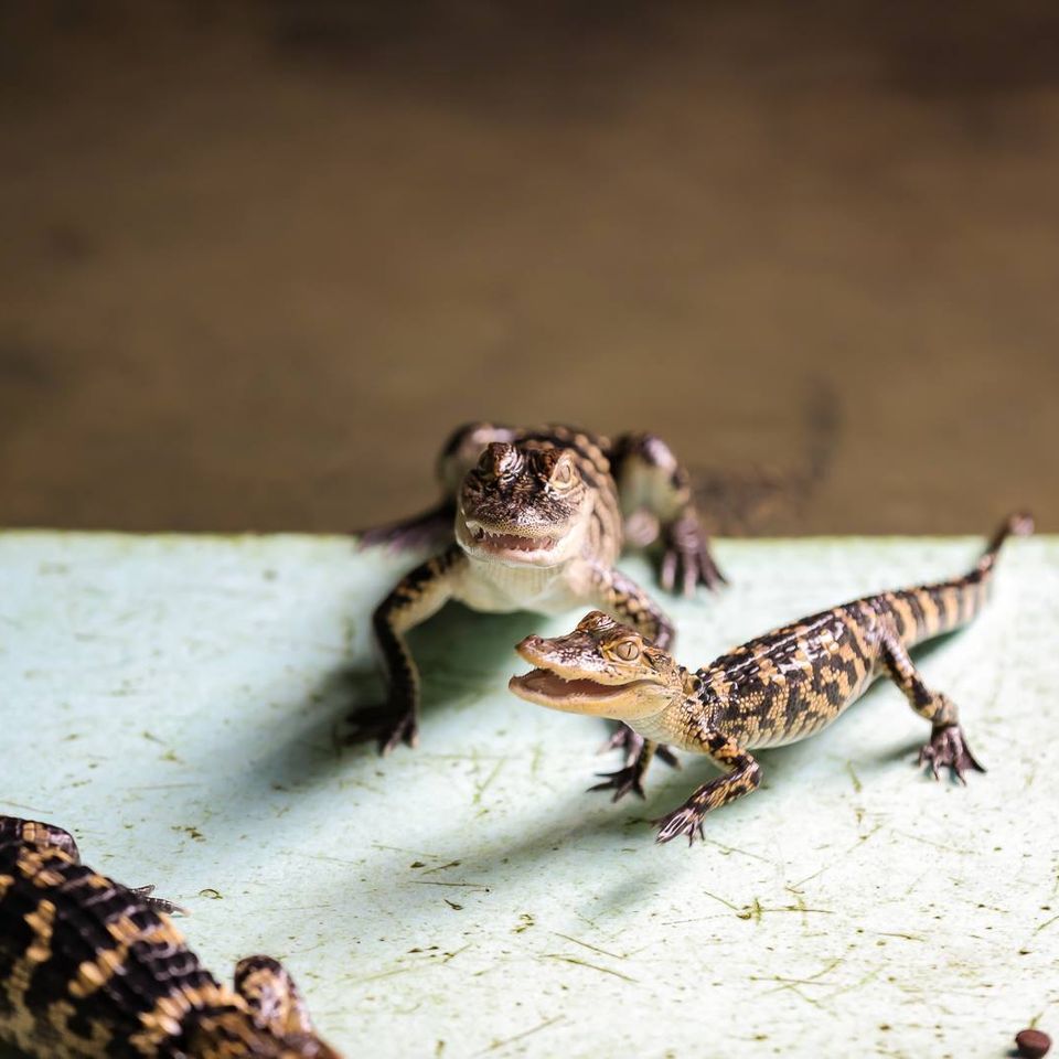 Fiesty baby gators