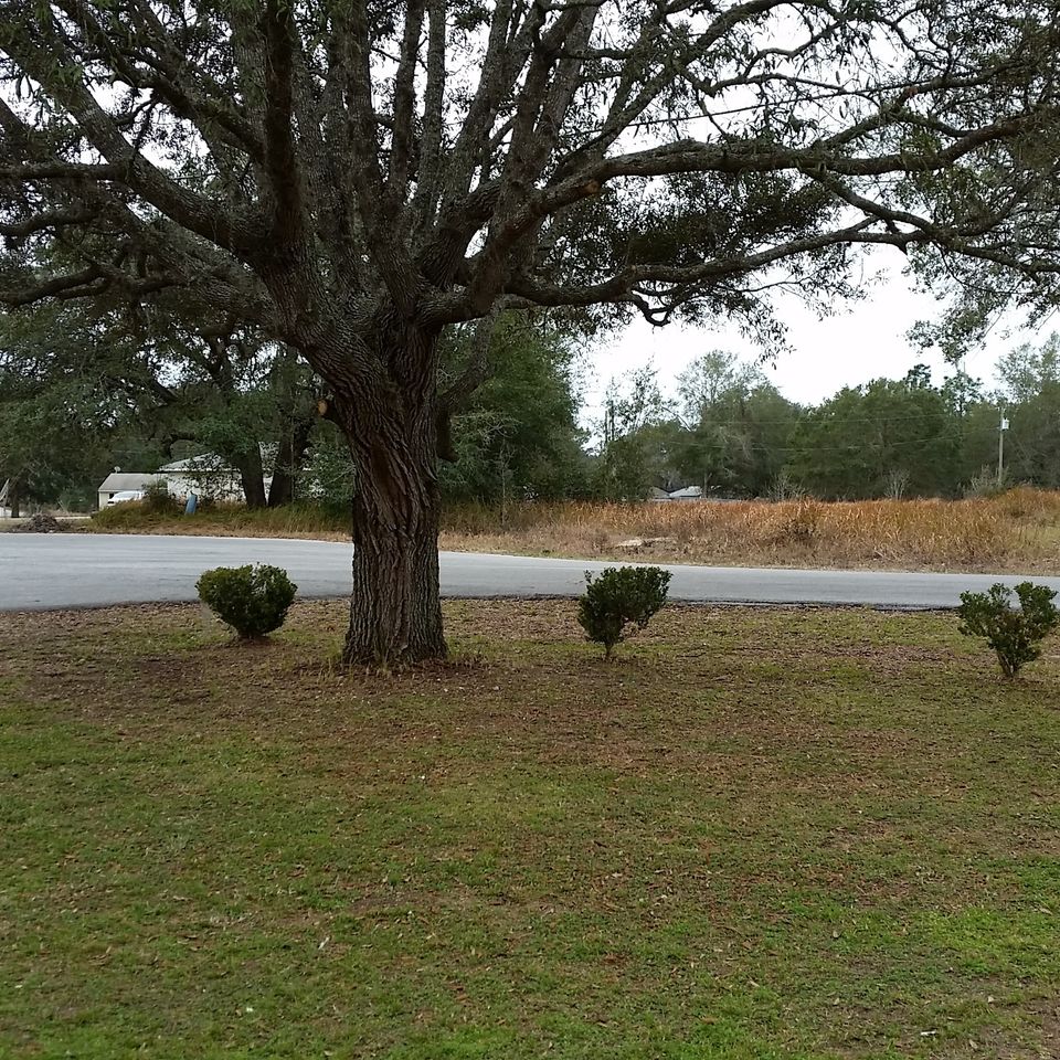 5 cedar out left20180206 25717 1dujp77