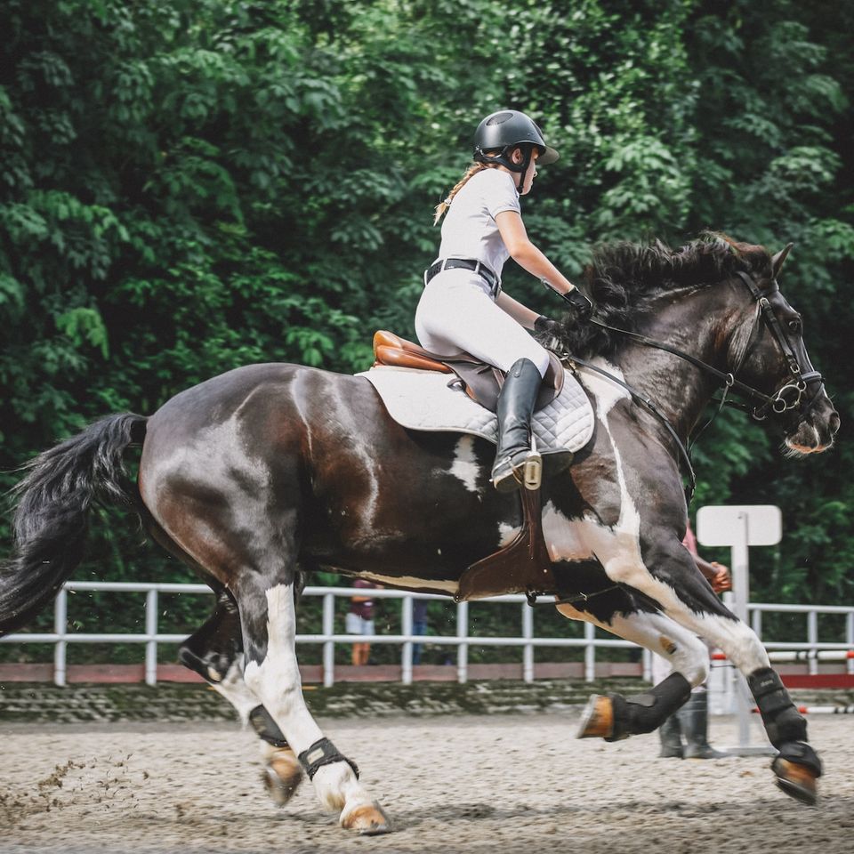 horse riding classes