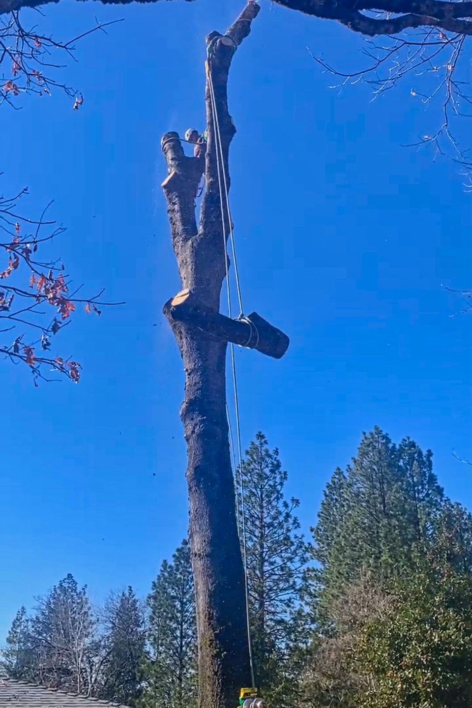 Professional arborist using high-angle rigging and ropes to safely hoist and lower a large cut-off log from a high tree canopy, ensuring a controlled residential tree removal
