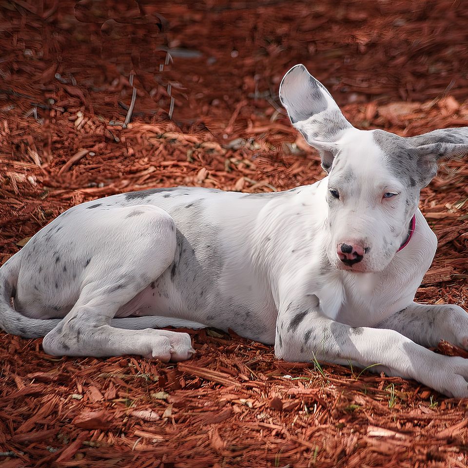 Dog with ears (2)