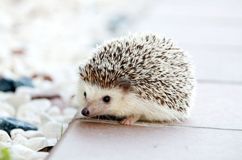 Hedgehog 52e6dd4148 1920