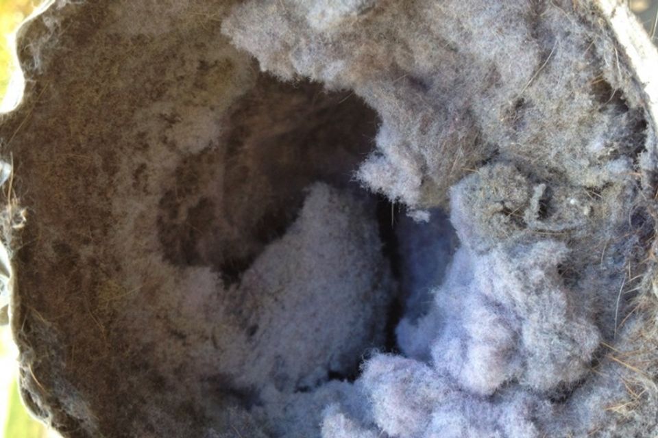 Dryer vent clogged lint