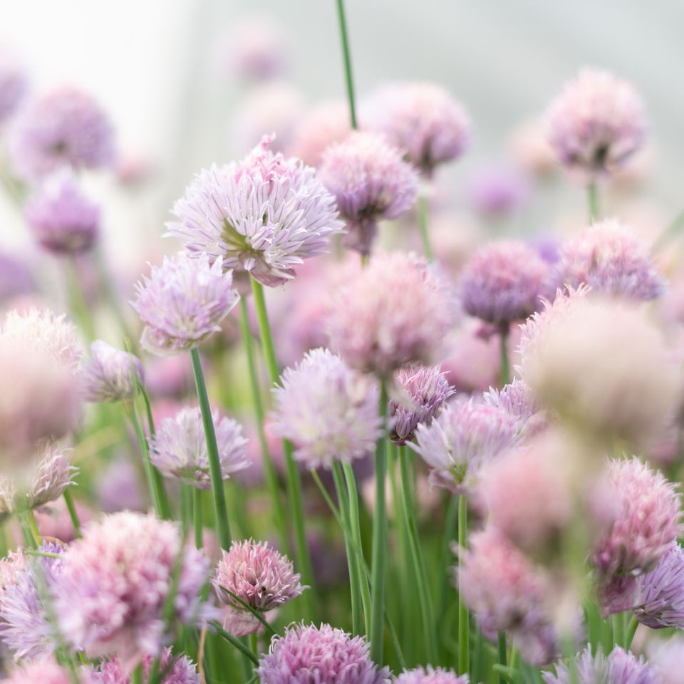 Chives