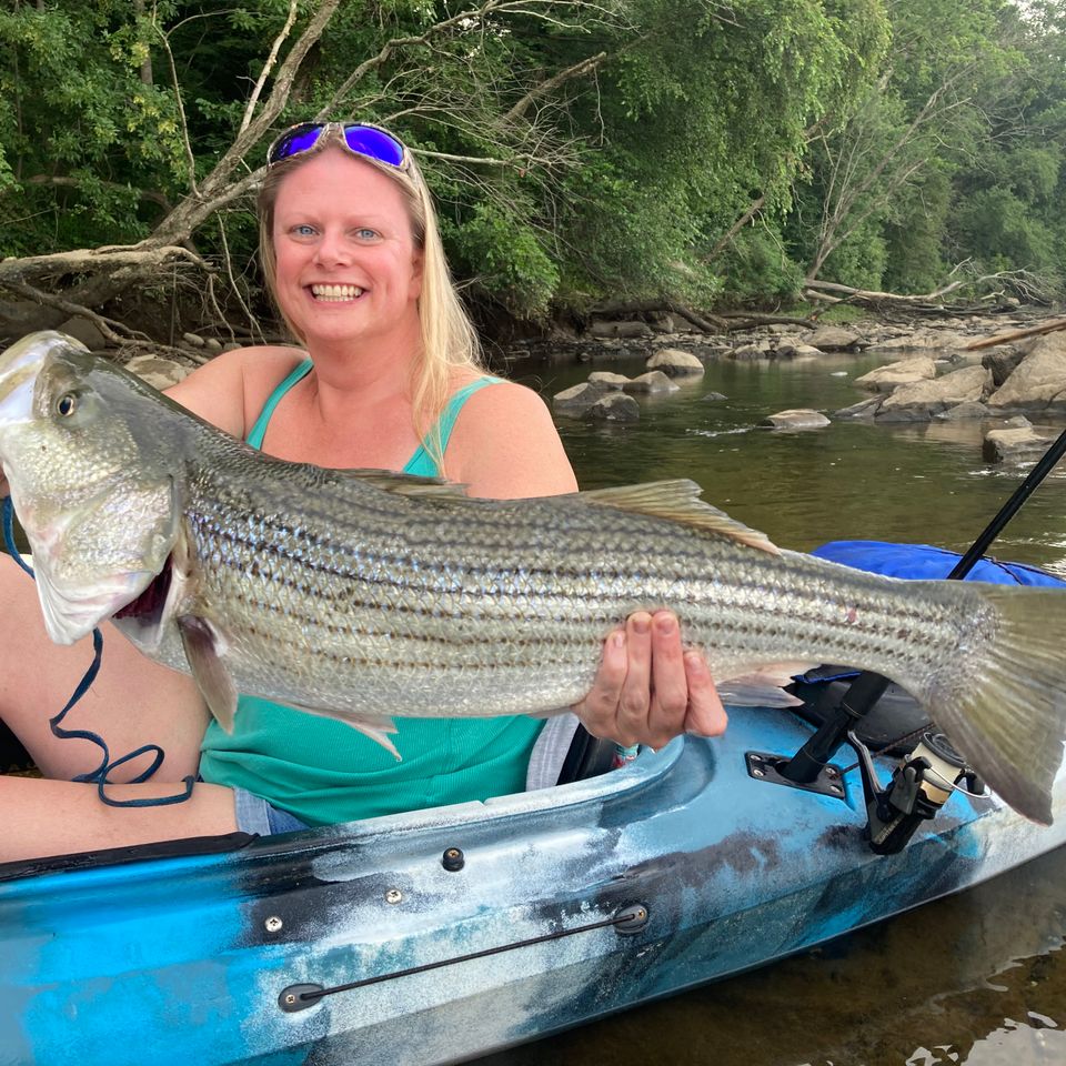 Chissy Ulrich of Lancaster County, caught this Striped Bass on top water out of kayak on Susquehanna River below Conowingo dam.