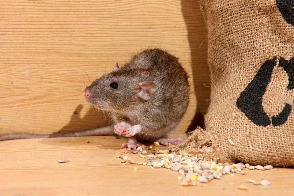 Rat at LanserPestSolutions.com