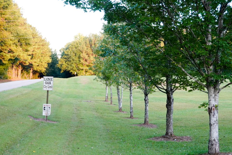Lone oak city limit sign with row of oaks landscape