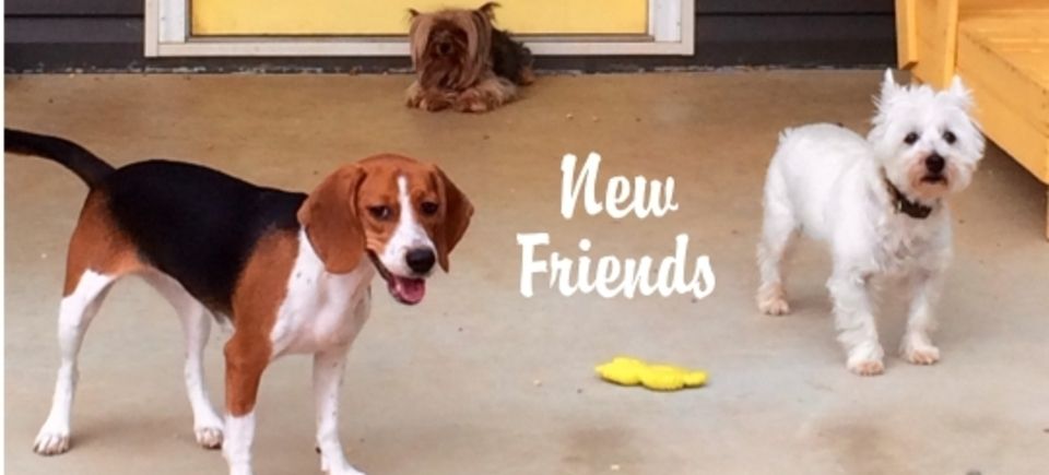 Friendships   new friends20150621 16889 loroml