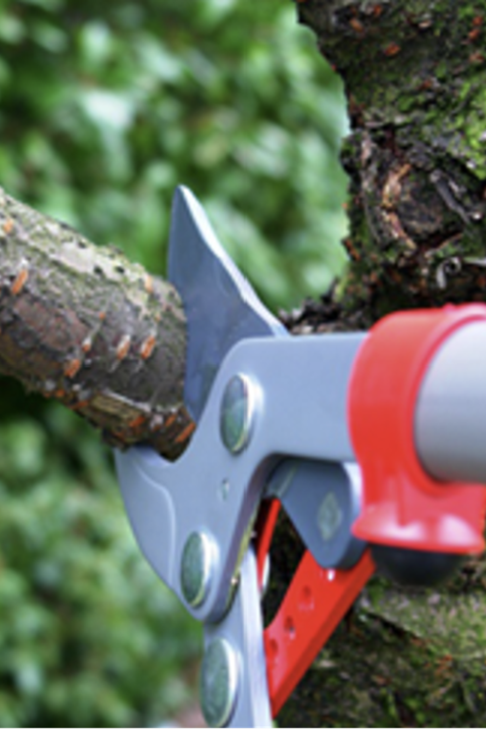 tree trimming sacramento 