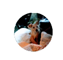 Roscoe Labels