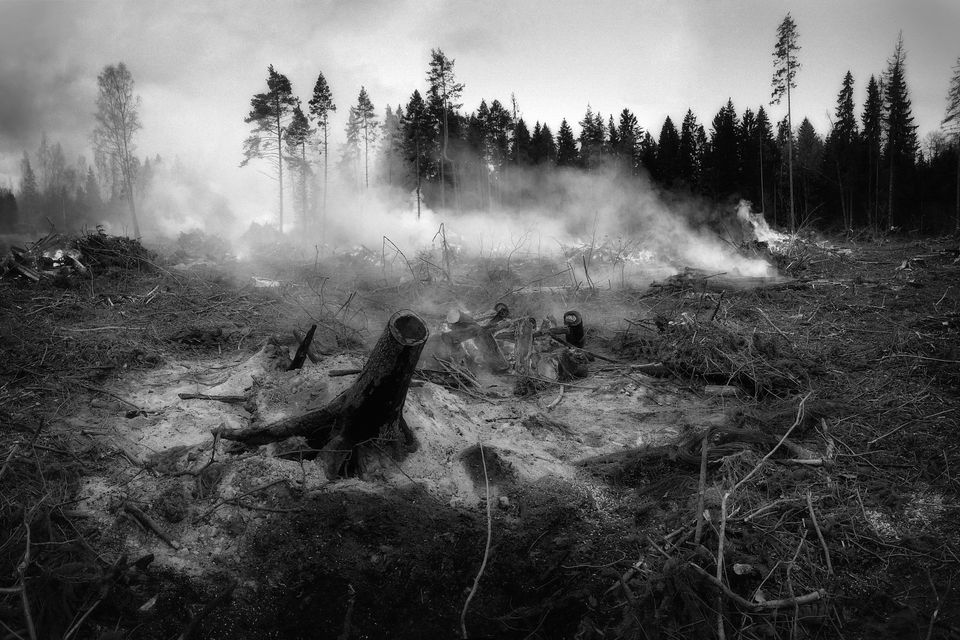The forest fell g88b425bc0 1920