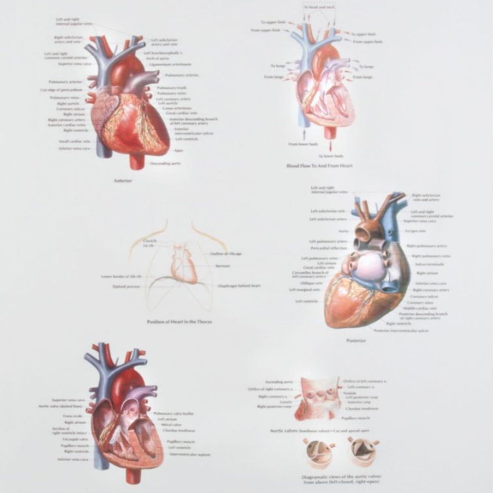 Human heart chart