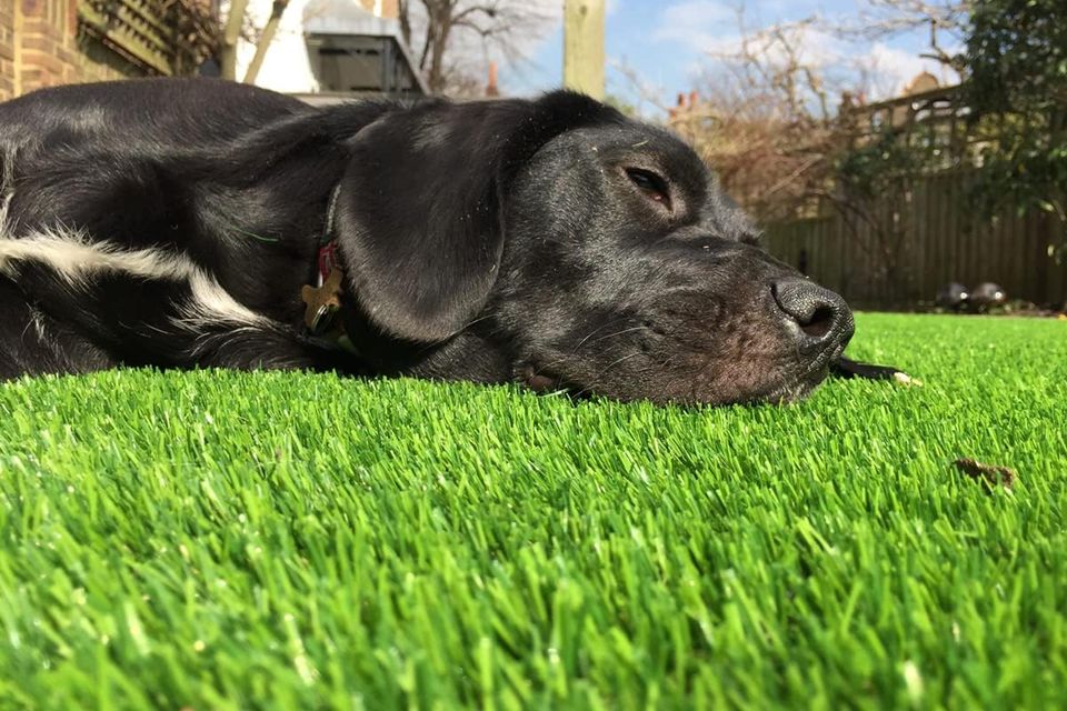 Artifiturf pro doggiegrass