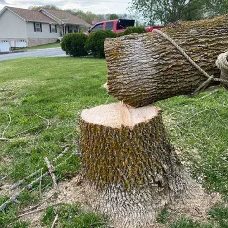 Tree3