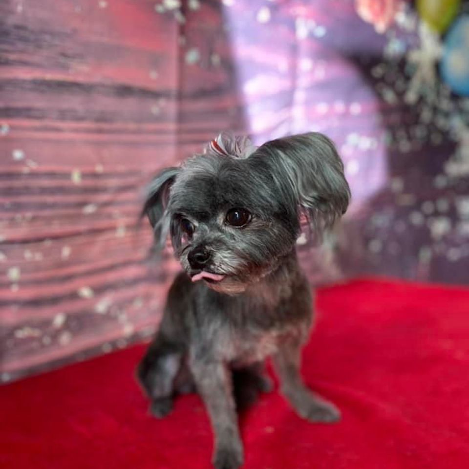 Tiny gray dog with toungue out takes holiday photo