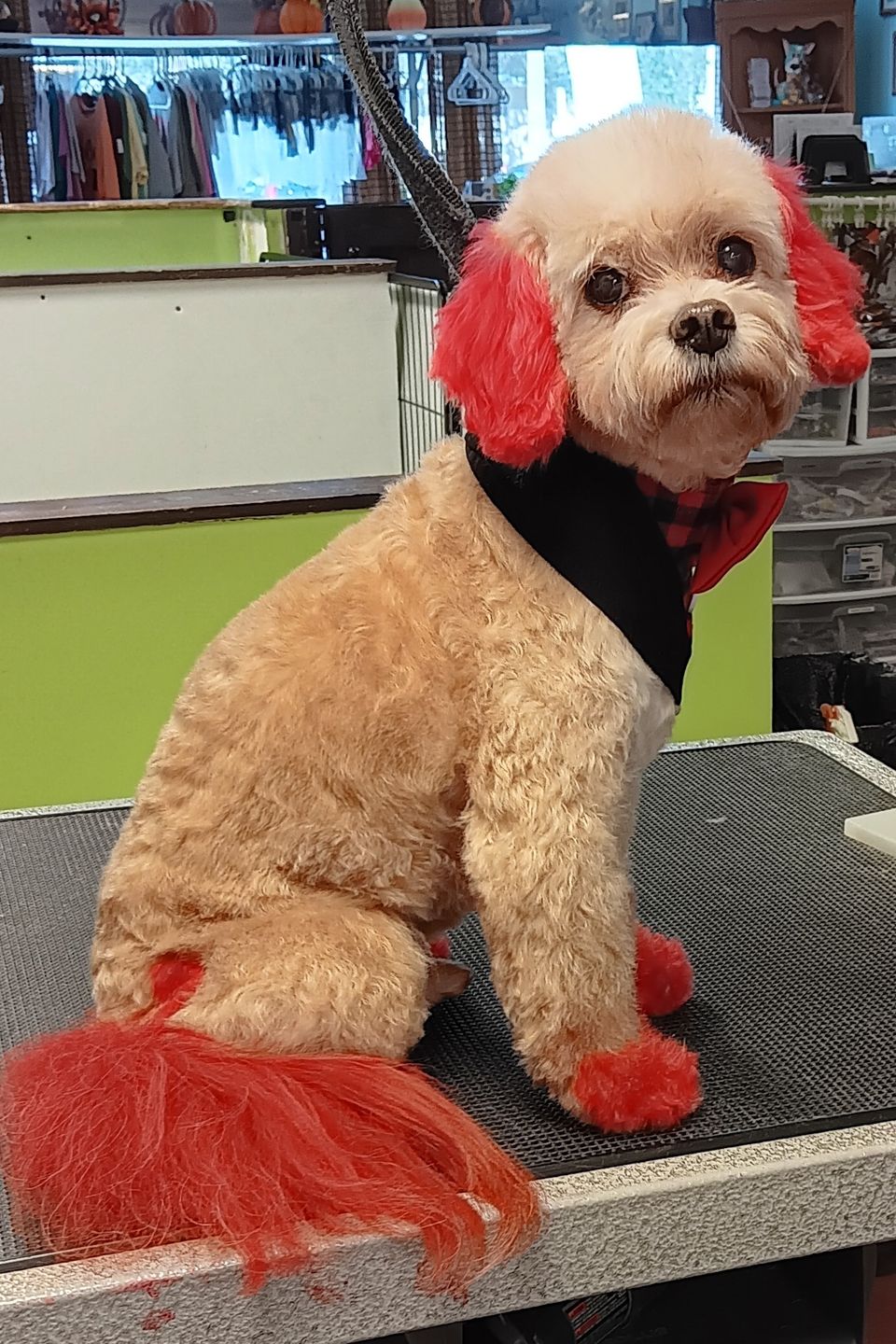 Perky puppy 