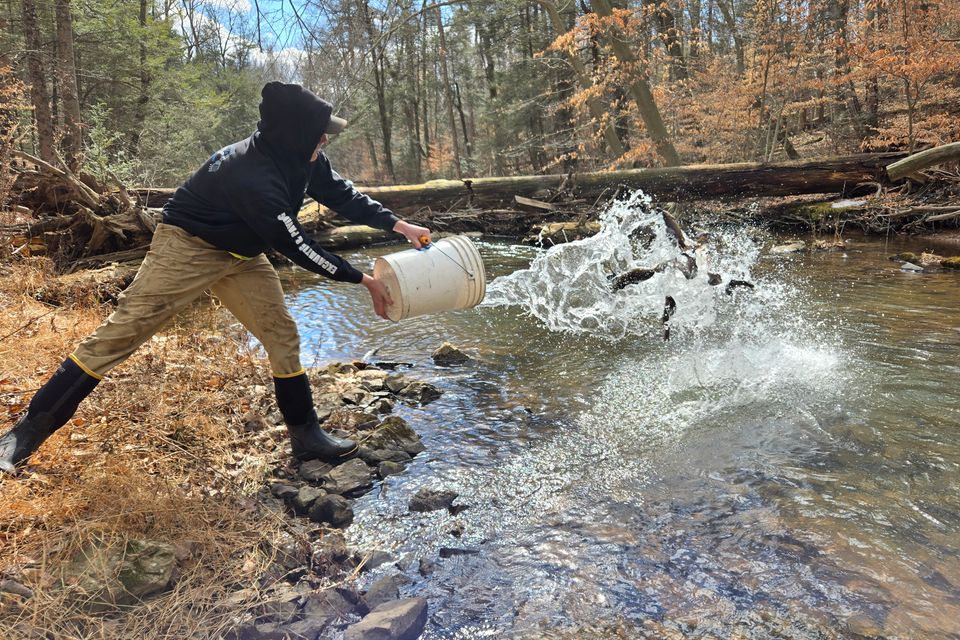 Volunteer Carter Gundy helps stock trout in Manada Creek in Dauphin County.