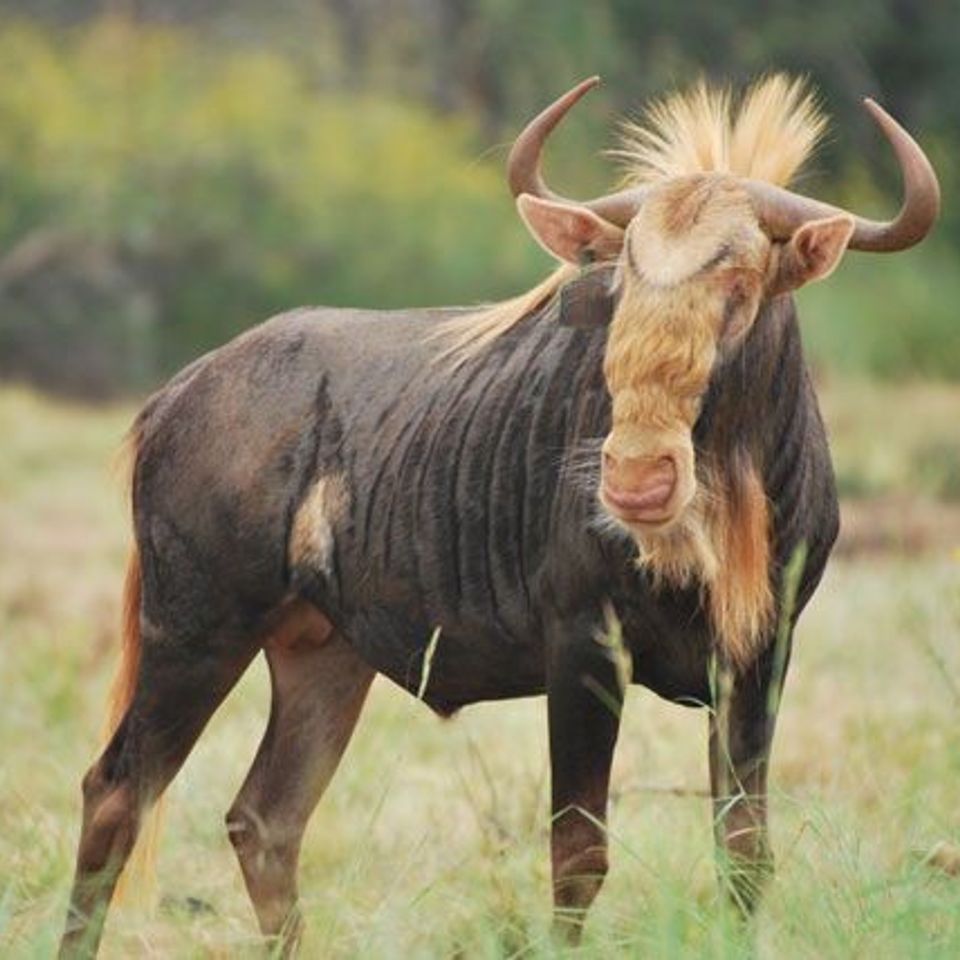 Wildebeest king