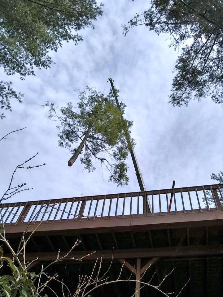 Treetop2