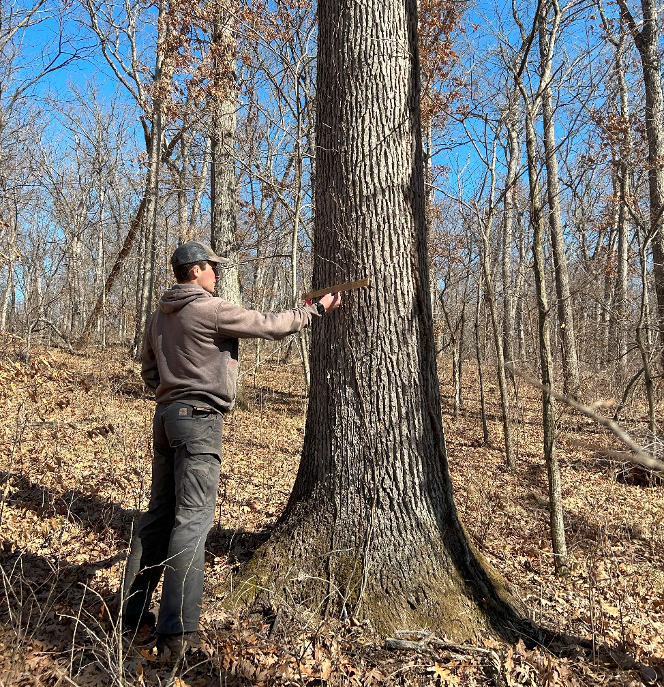 Timber appraisals forestry