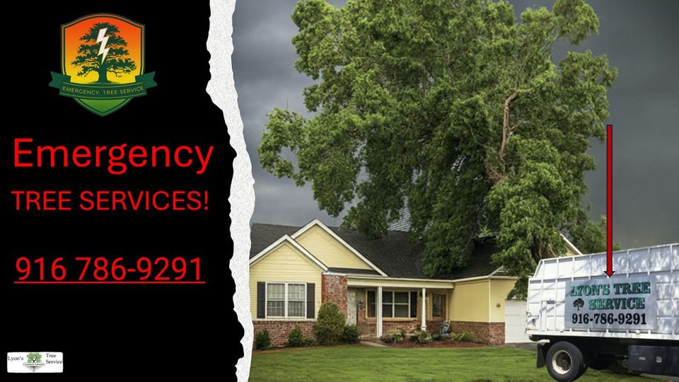 Emergencey Tree Service in Roseville