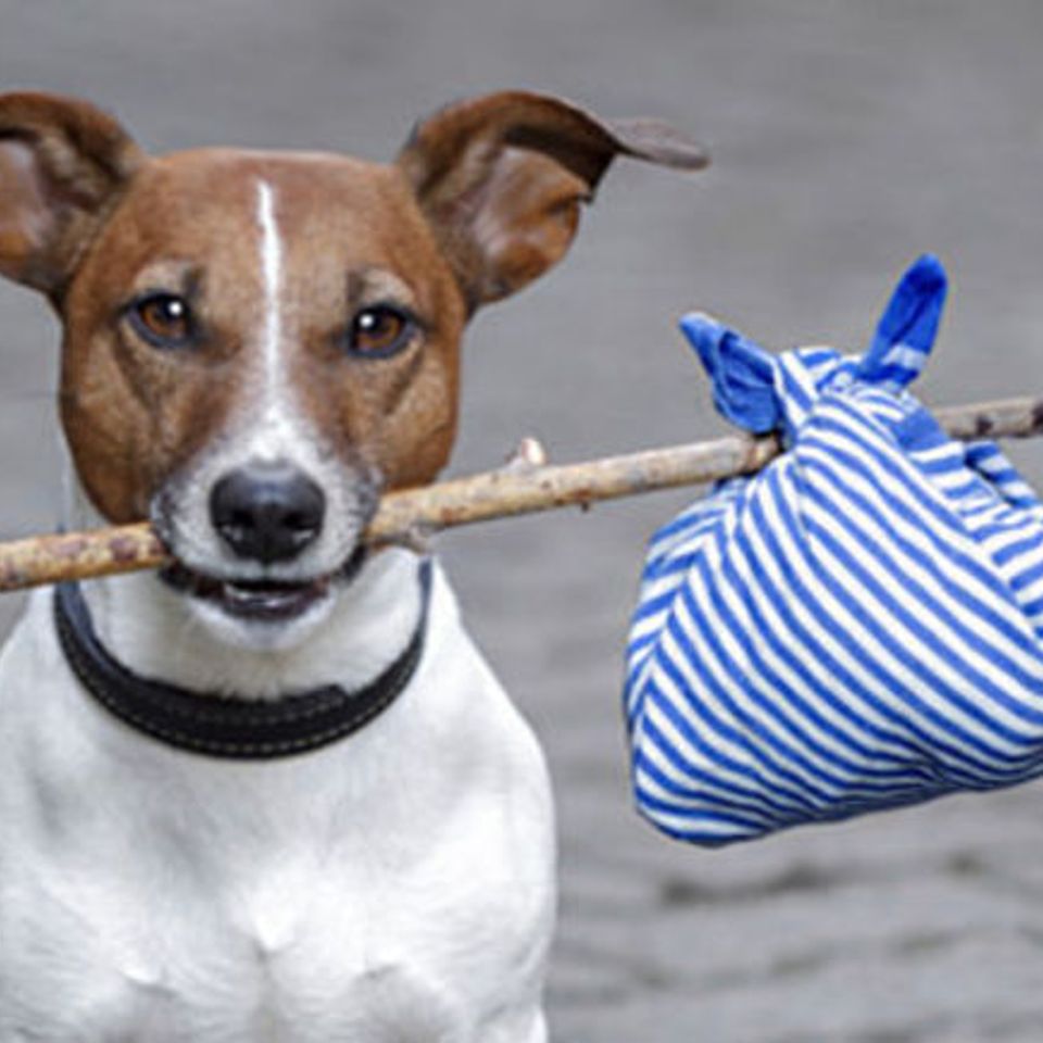 Dog vacation checklist20160413 31246 1jhu1fk