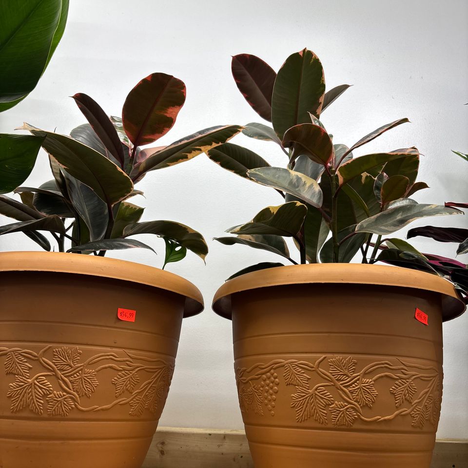 79832268118  577426f8 adeb 436c ac99 788776b3f5a5