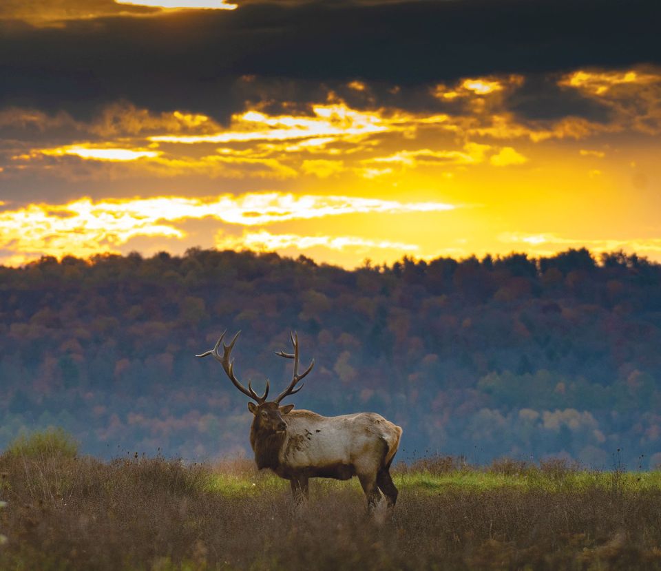 Bull Elk in Clearfield County, PA