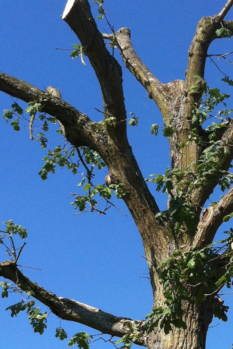 09 arborist topping trees