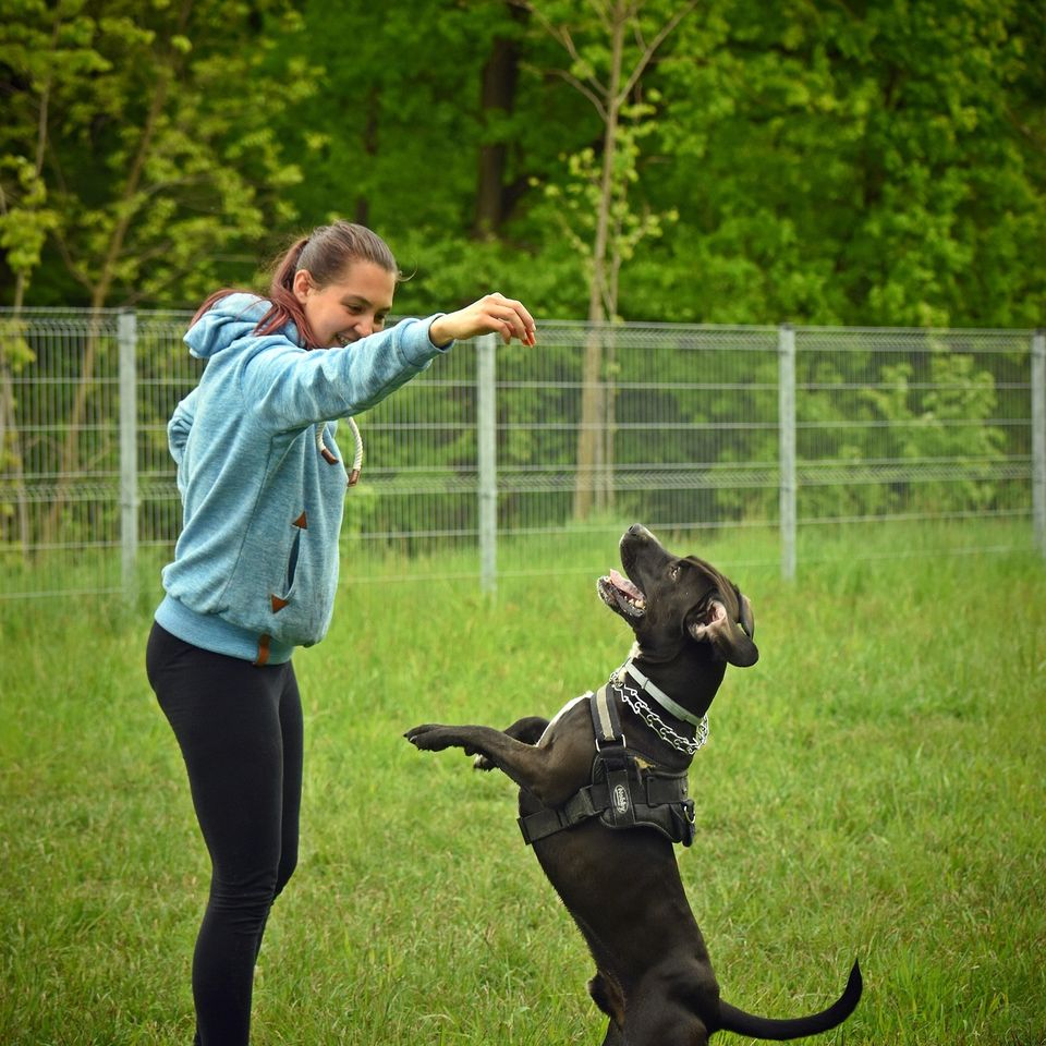 Dog gd2904c291 1920