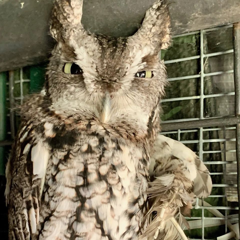 Owl Wild Kritters of Niagara County NY
