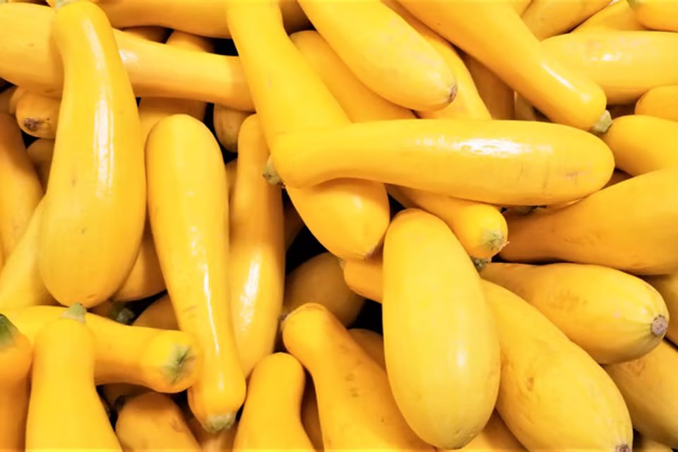 Yellow squash