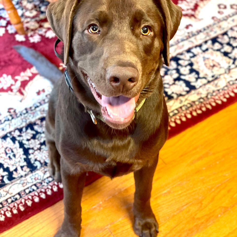 Mylo